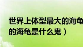 世界上体型最大的海龟叫什么名字 体型最大的海龟是什么鬼）