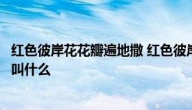 红色彼岸花花瓣遍地撒 红色彼岸花花瓣遍地撒这首歌的名字叫什么