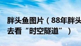 胖头鱼图片（88年胖头鱼：一家5人花100块去看“时空隧道”）