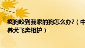 疯狗咬到我家的狗怎么办?（中国网资讯：疯狗扑咬幼童家养犬飞奔相护）