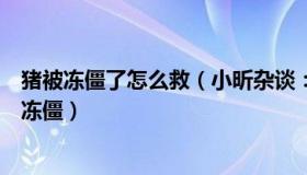 猪被冻僵了怎么救（小昕杂谈：东北居民网购宠物猪收到已冻僵）