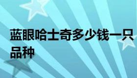 蓝眼哈士奇多少钱一只（蓝眼睛哈士奇是什么品种