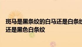 斑马是黑条纹的白马还是白条纹的黑马（斑马是白色黑条纹还是黑色白条纹