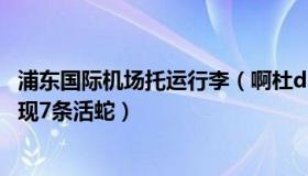 浦东国际机场托运行李（啊杜du：上海浦东机场托运行李中现7条活蛇）