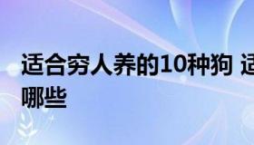 适合穷人养的10种狗 适合穷人养的10种狗有哪些