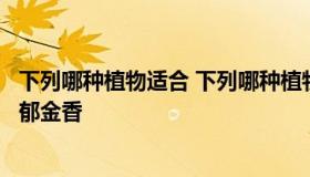 下列哪种植物适合 下列哪种植物适合放在室内净化空气吊兰郁金香