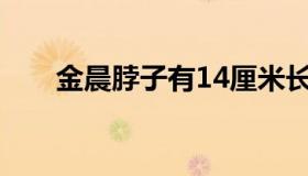 金晨脖子有14厘米长（金晨的腿长吗