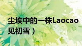 尘埃中的一株Laocao：冷空气发威（上海已见初雪）