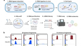 分析活微生物细胞中RNA-RNA相互作用的新技术