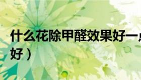 什么花除甲醛效果好一点（什么花除甲醛效果好）