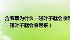 含羞草为什么一碰叶子就会收起来病句修改（含羞草为什么一碰叶子就会收起来）