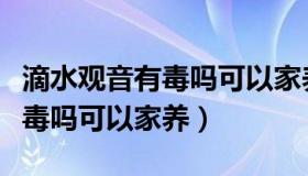 滴水观音有毒吗可以家养吗视频（滴水观音有毒吗可以家养）