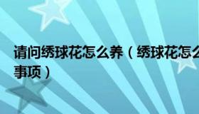 请问绣球花怎么养（绣球花怎么养绣球花的养殖方法和注意事项）