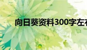 向日葵资料300字左右（向日葵资料）