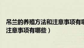 吊兰的养殖方法和注意事项有哪些图片（吊兰的养殖方法和注意事项有哪些）