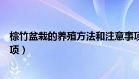 棕竹盆栽的养殖方法和注意事项（棕竹的养殖方法和注意事项）