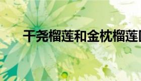 干尧榴莲和金枕榴莲区别（干尧榴莲）