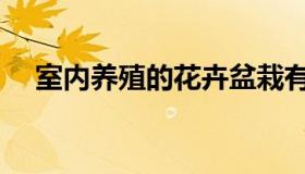 室内养殖的花卉盆栽有哪些（室内养殖）