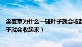 含羞草为什么一碰叶子就会收起来呢（含羞草为什么一碰叶子就会收起来）