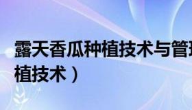 露天香瓜种植技术与管理法视频（露天香瓜种植技术）