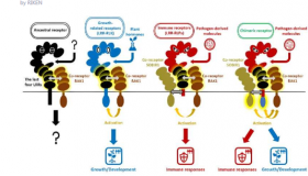 研究发现控制免疫和发育的植物受体有一个共同的起源
