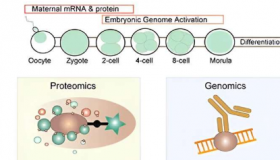 解码人类早期发育的分子网络