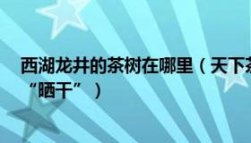 西湖龙井的茶树在哪里（天下茶友网：西湖龙井茶树9成被“晒干”）