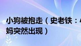 小狗被抱走（史老铁：小狗被抱养一个月狗妈妈突然出现）