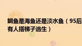 鲷鱼是海鱼还是淡水鱼（95后海鱼弟：苏州6死火灾现场：有人搭梯子逃生）