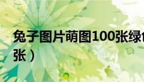 兔子图片萌图100张绿色（兔子图片萌图100张）