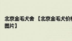 北京金毛犬舍 【北京金毛犬价格_金毛犬多少钱一只_金毛犬图片】