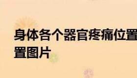 身体各个器官疼痛位置图片 身体内脏疼痛位置图片