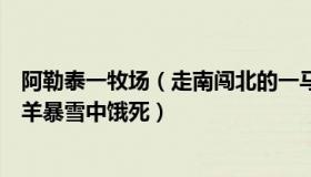 阿勒泰一牧场（走南闯北的一马平川：网传阿勒泰牧民的牛羊暴雪中饿死）