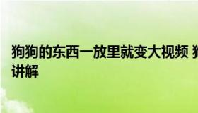 狗狗的东西一放里就变大视频 狗狗的东西一放里就变大视频讲解