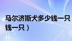 马尔济斯犬多少钱一只（纯种马尔济斯犬多少钱一只）