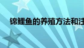 锦鲤鱼的养殖方法和注意事项（锦鲤鱼）