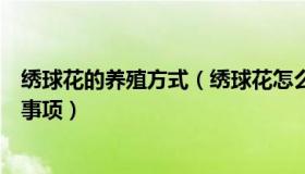 绣球花的养殖方式（绣球花怎么养绣球花的养殖方法和注意事项）