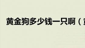 黄金狗多少钱一只啊（黄金狗多少钱一只）