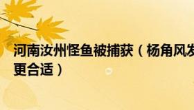 河南汝州怪鱼被捕获（杨角风发作：专家谈河南怪鱼怎么捕更合适）