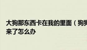 大狗那东西卡在我的里面（狗狗的东西好大卡在我里面出不来了怎么办