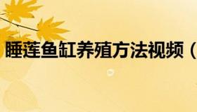 睡莲鱼缸养殖方法视频（睡莲鱼缸养殖方法）