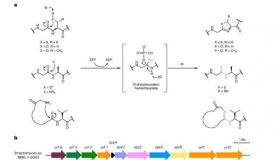 研究团队发现自然产生的DNA-蛋白质混合物