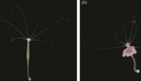 研究人员发现肿瘤会遗传给世代相传的水母类生物