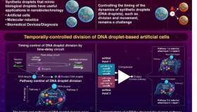 科学家开发出控制合成DNA液滴分裂时间的方法