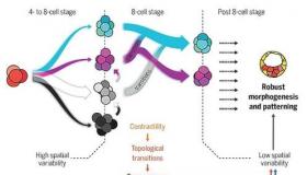 从混乱到有序一堆看似无序的细胞如何形成坚固的胚胎